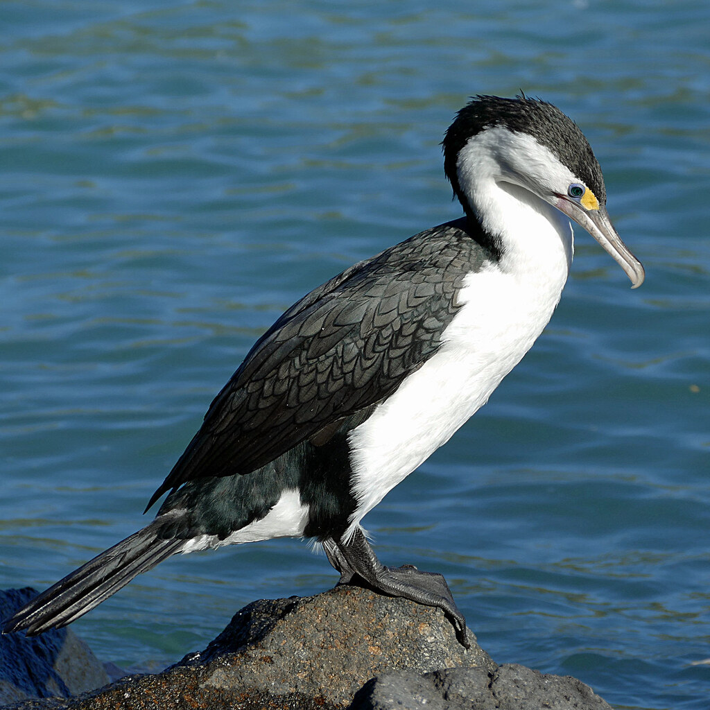 Photo of a shag