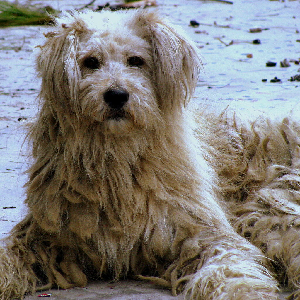 Photo of a shaggy dog
