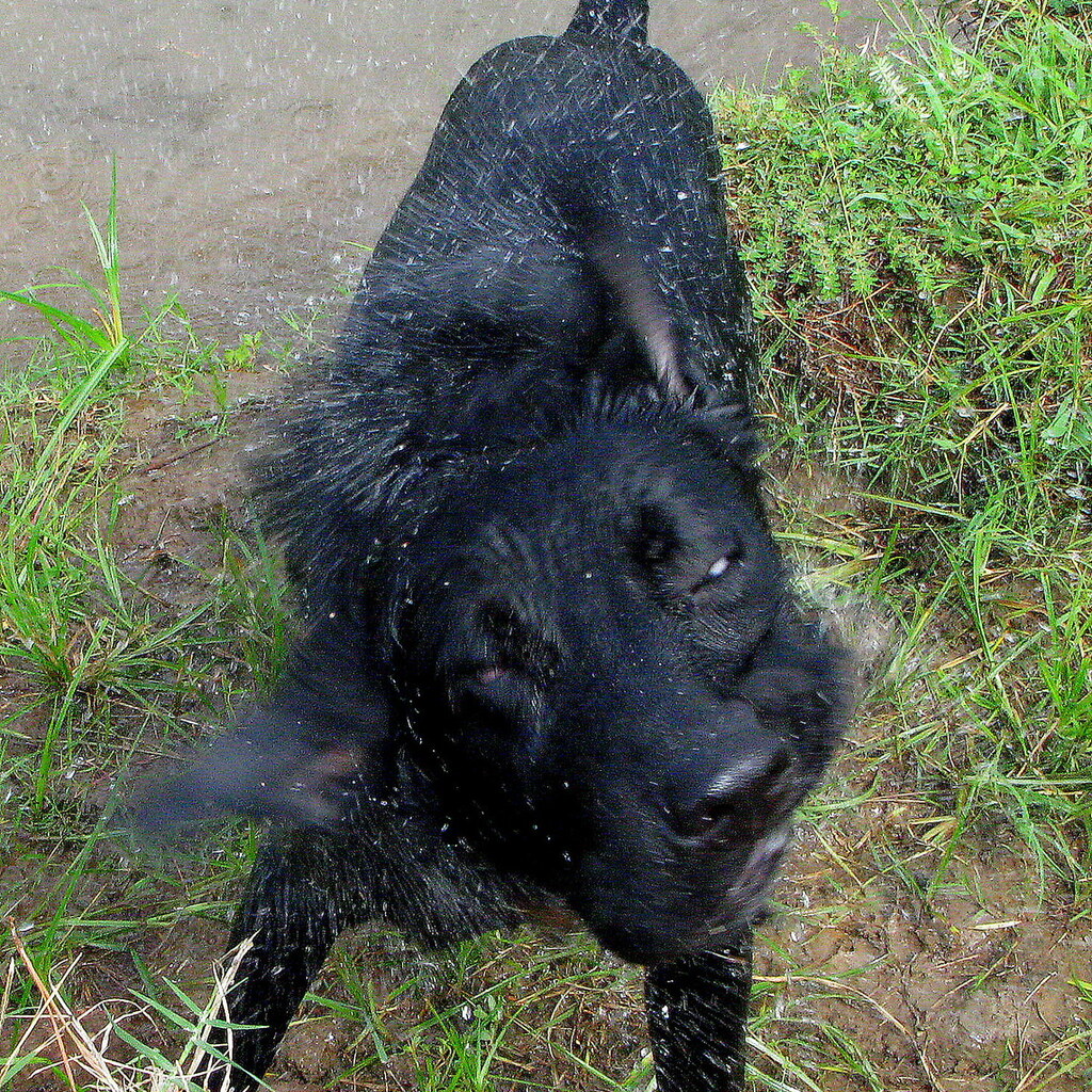 Photo of a dog shaking itself