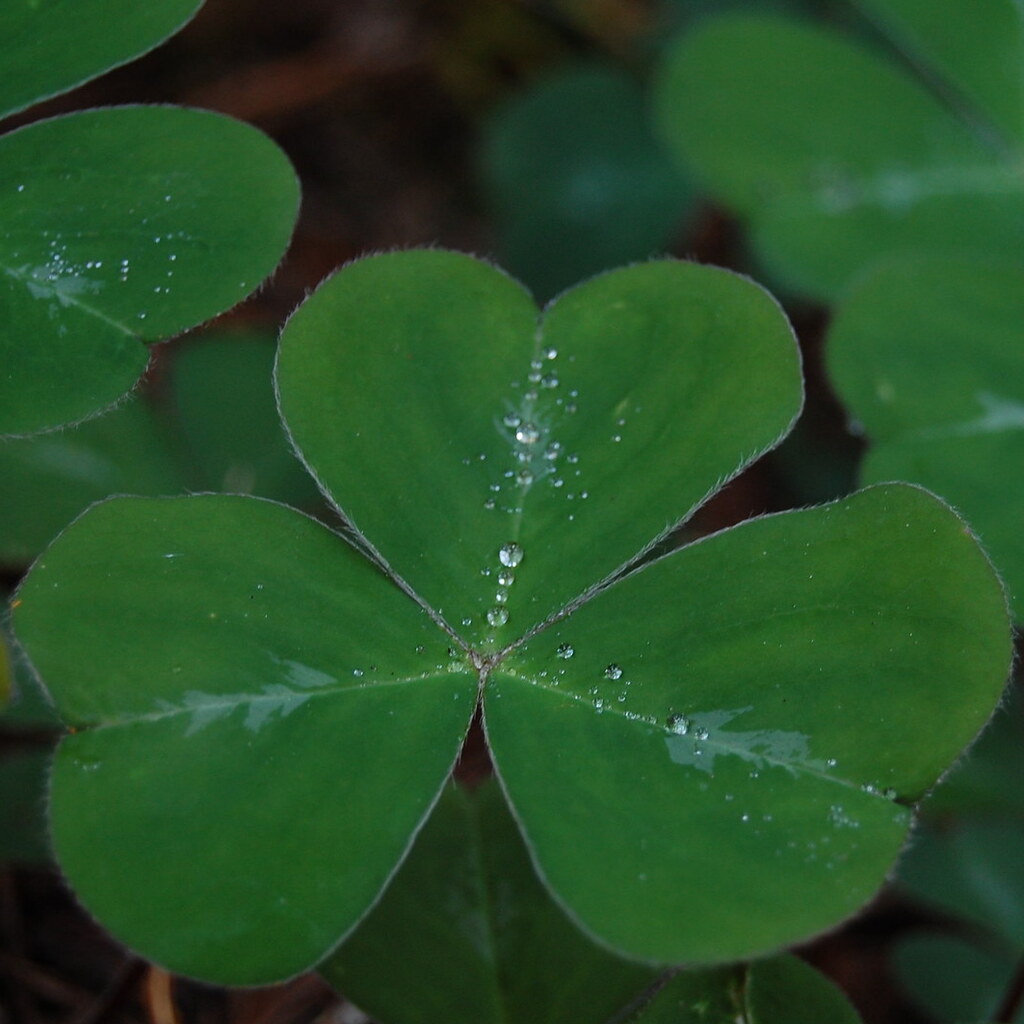 Photo of a shamrock leaf