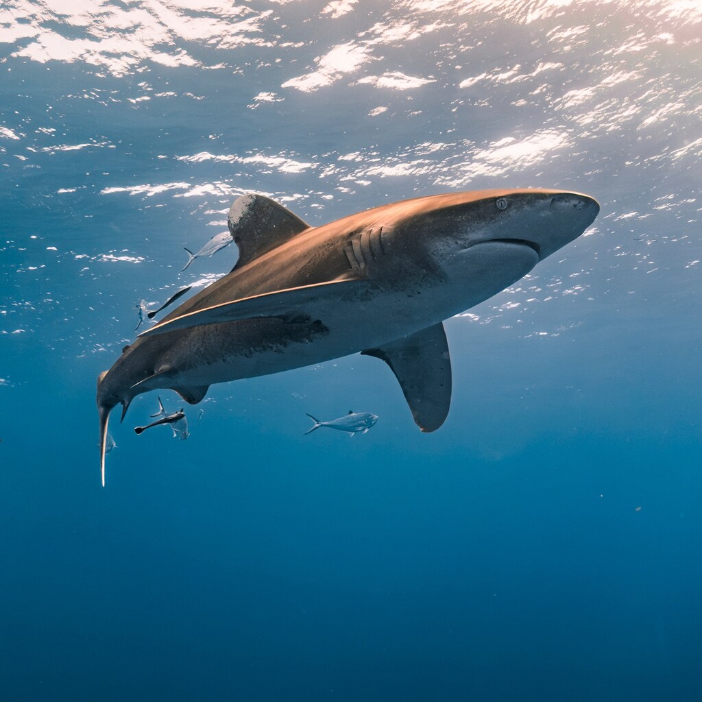 Photo of a shark
