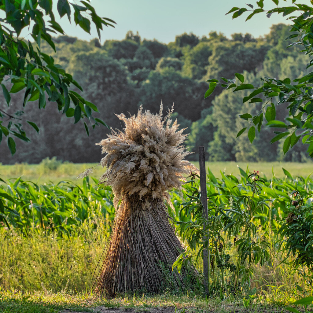 Photo of a sheaf of grains