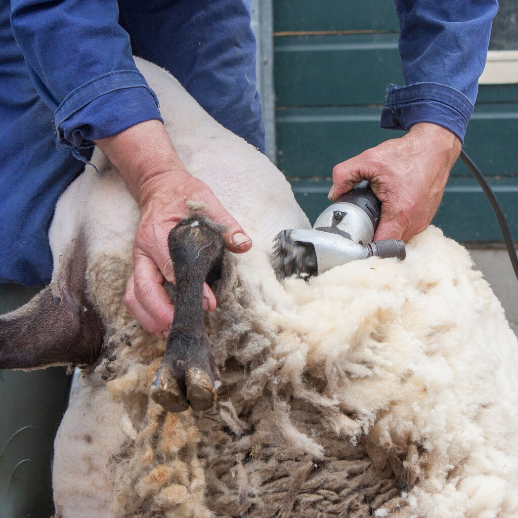 Photo of a sheep being shorn