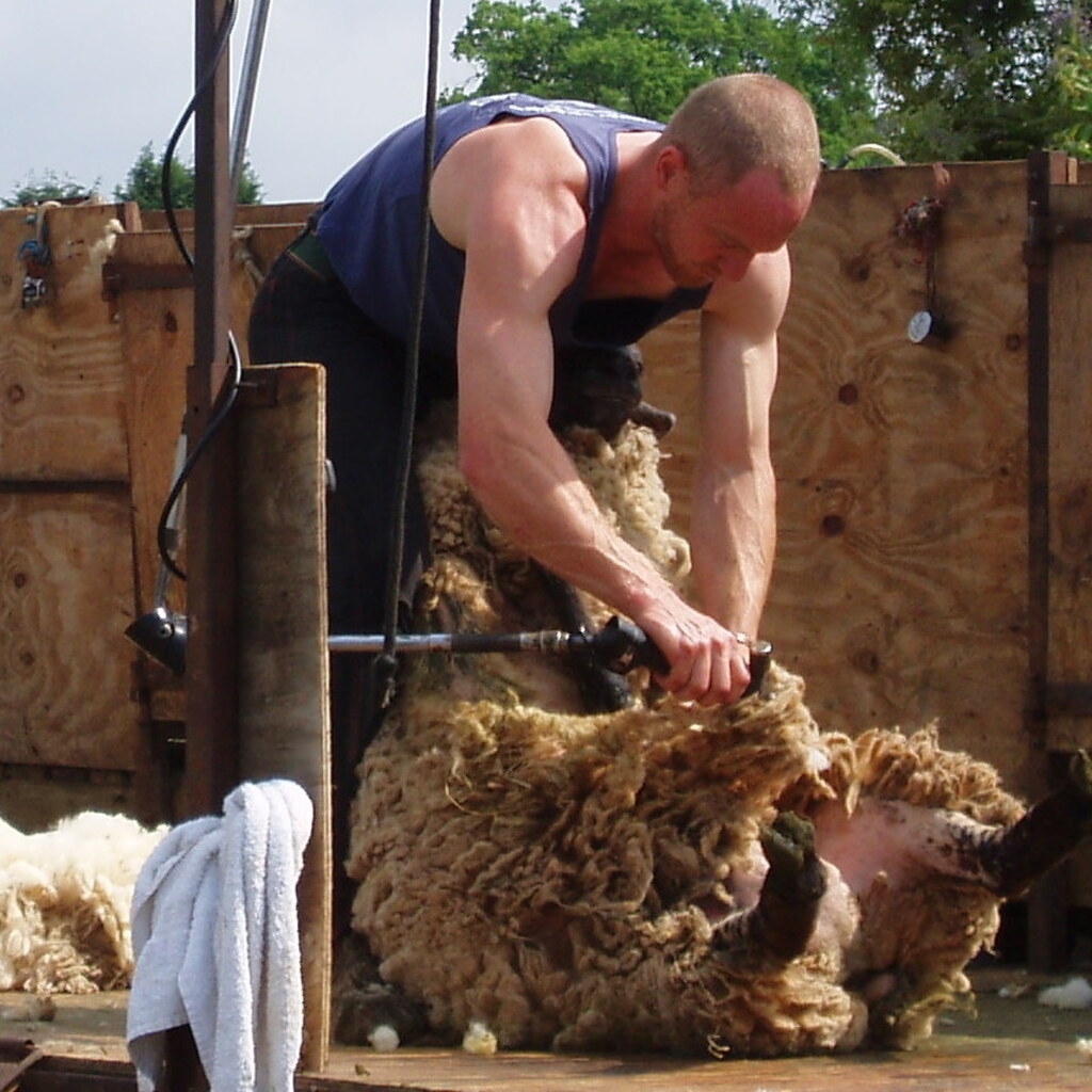 Photo of a man shearing a sheep