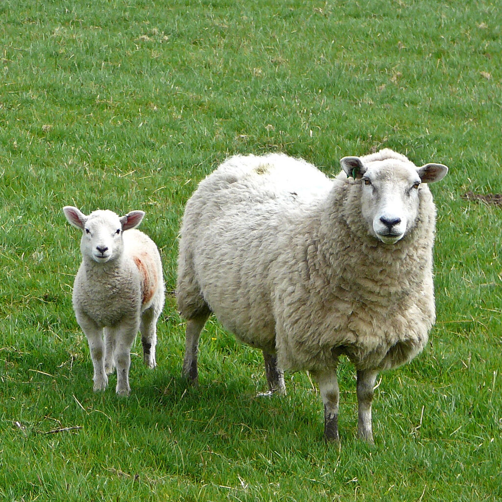Photo of a ewe and lamb.