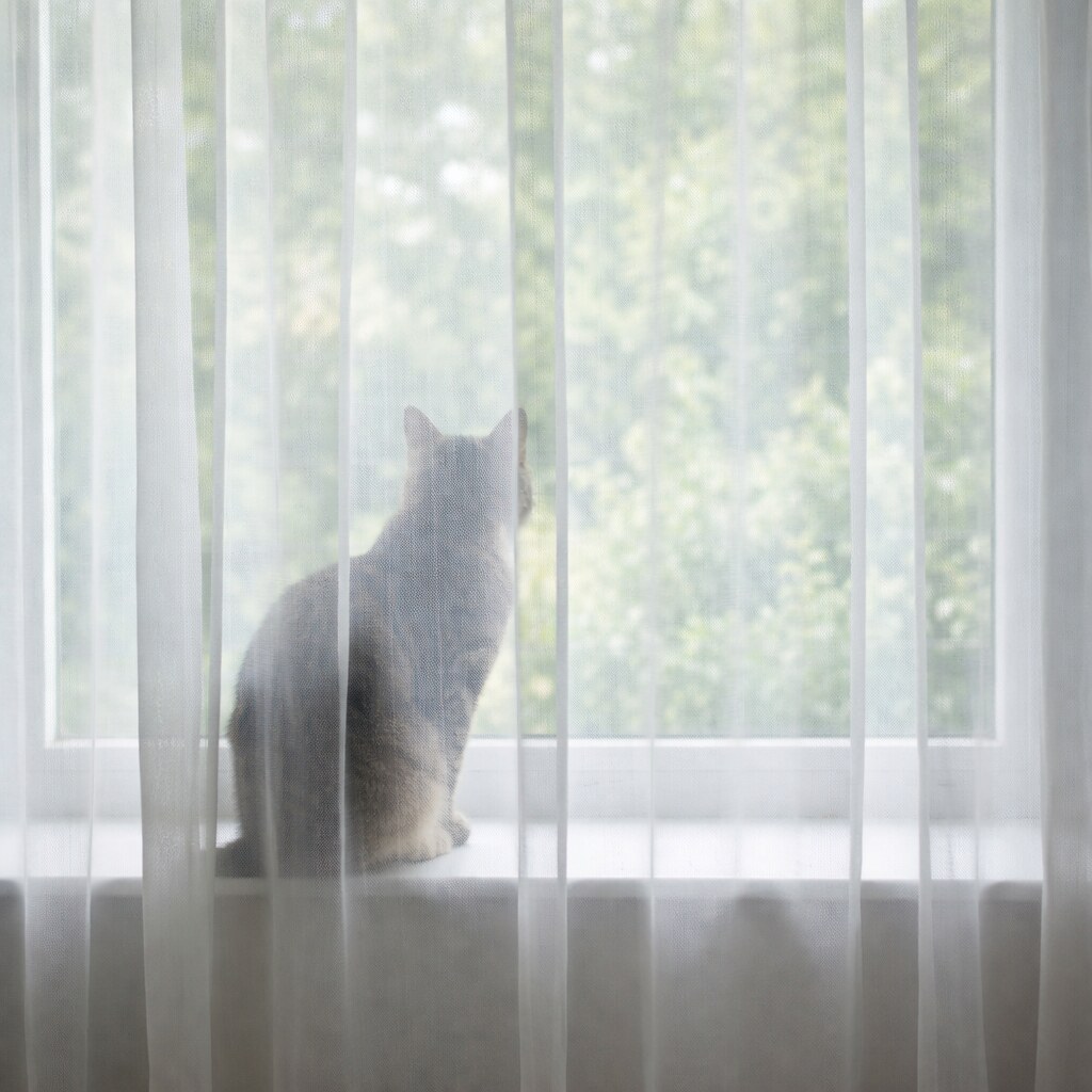 Generated image of a cat behind a sheer curtain
