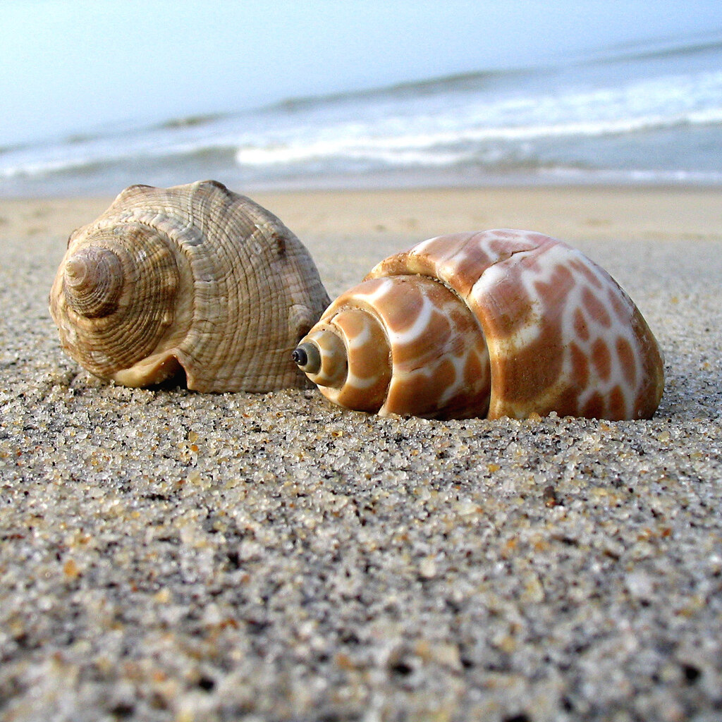 Photo of shells on the beach