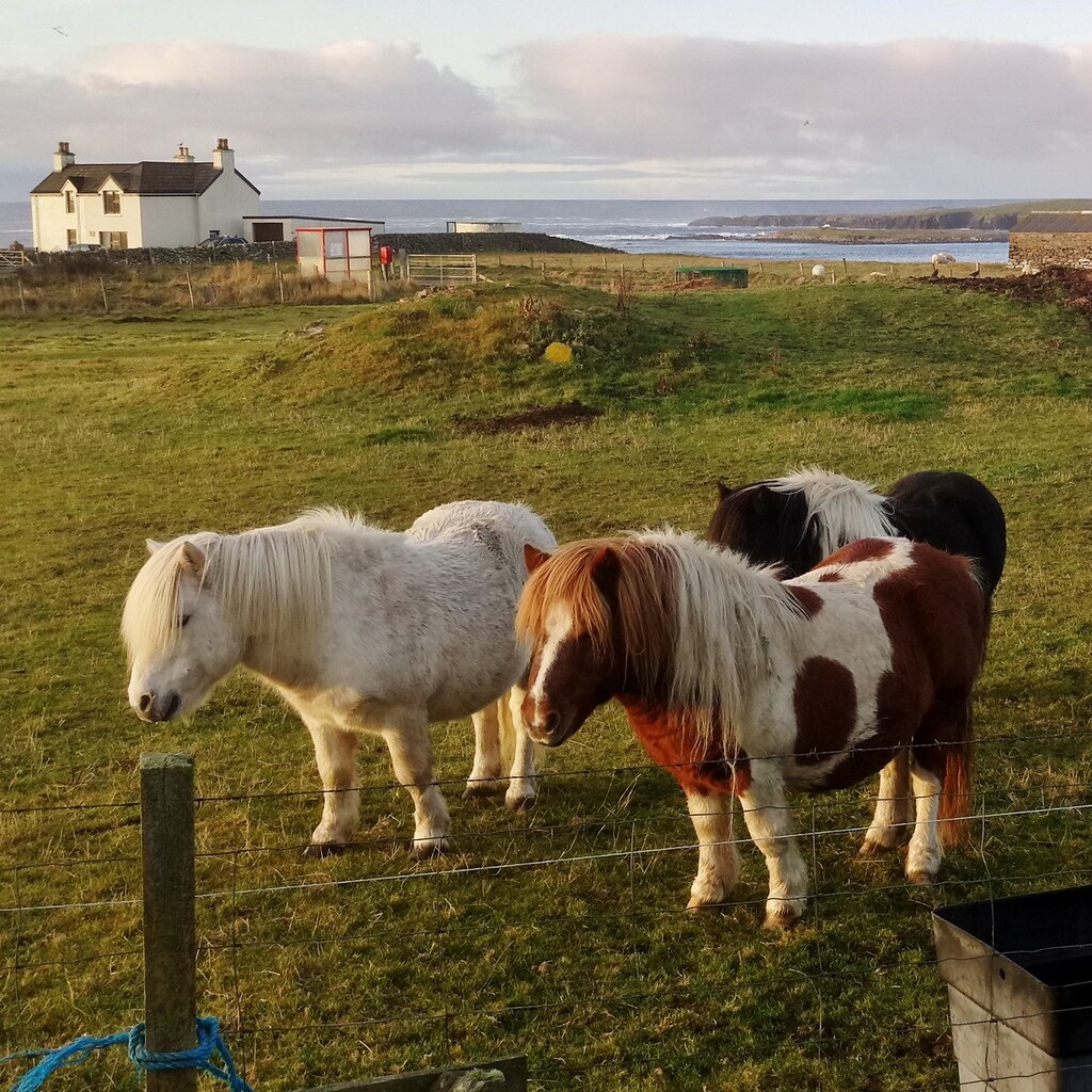 Photo of Shetland ponies