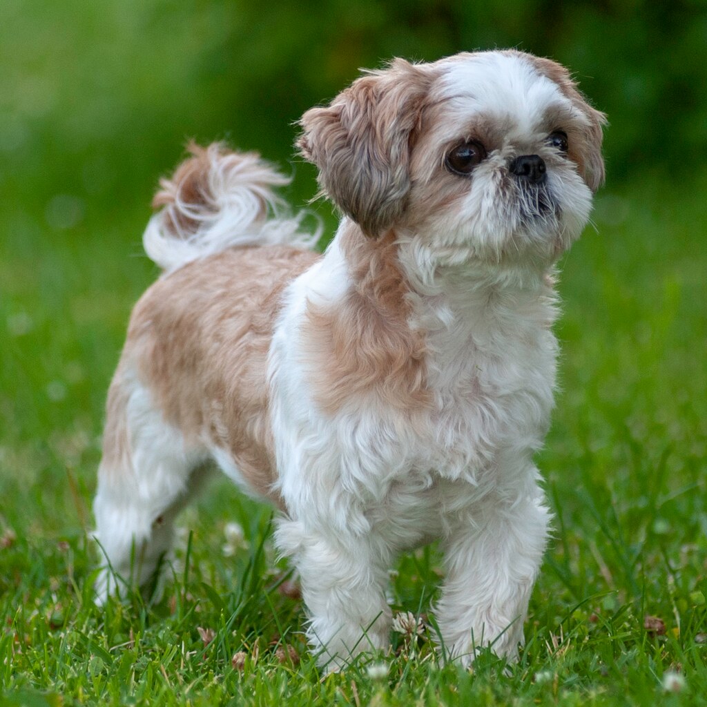 Photo of a shih tzu dog