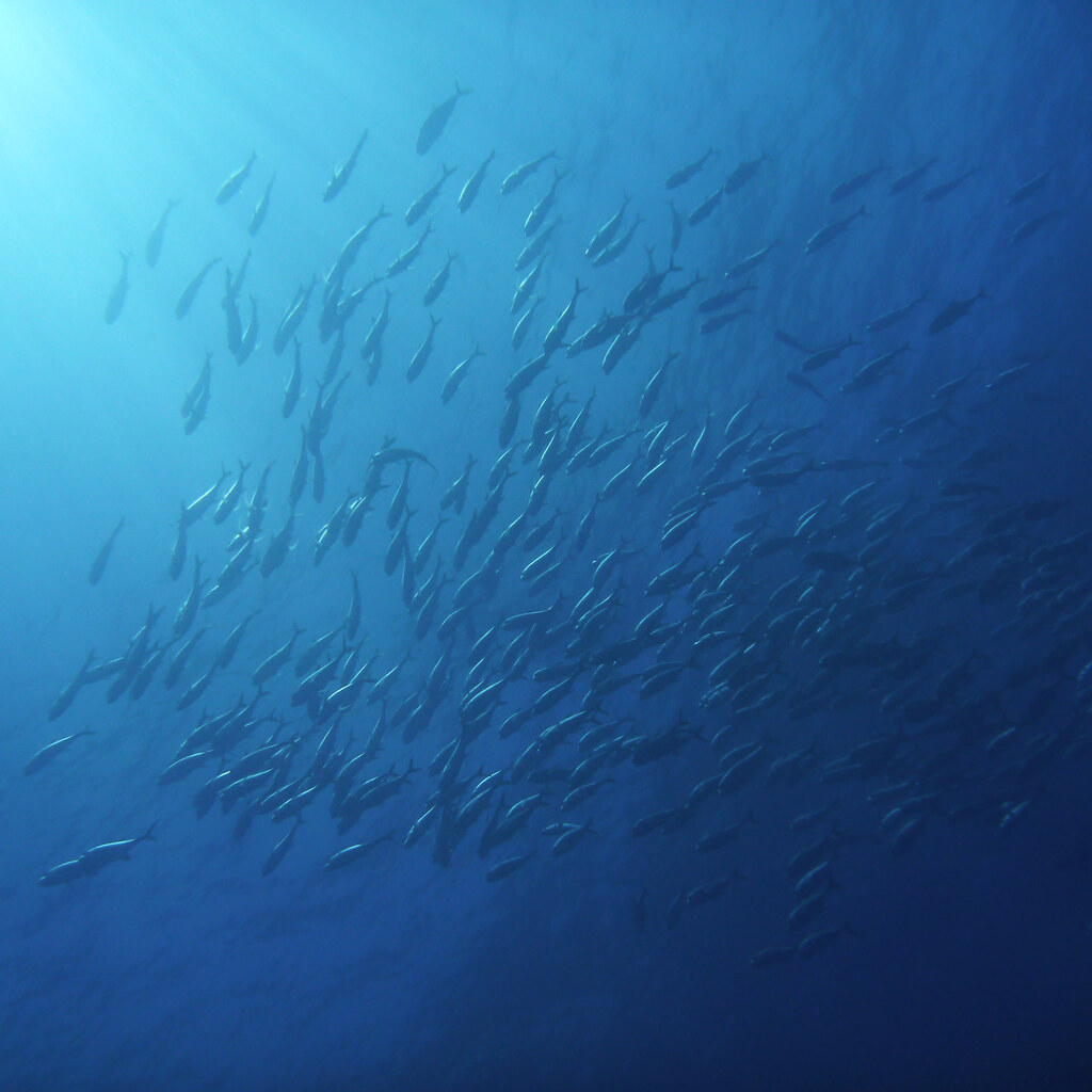 Photo of a shoal of fish