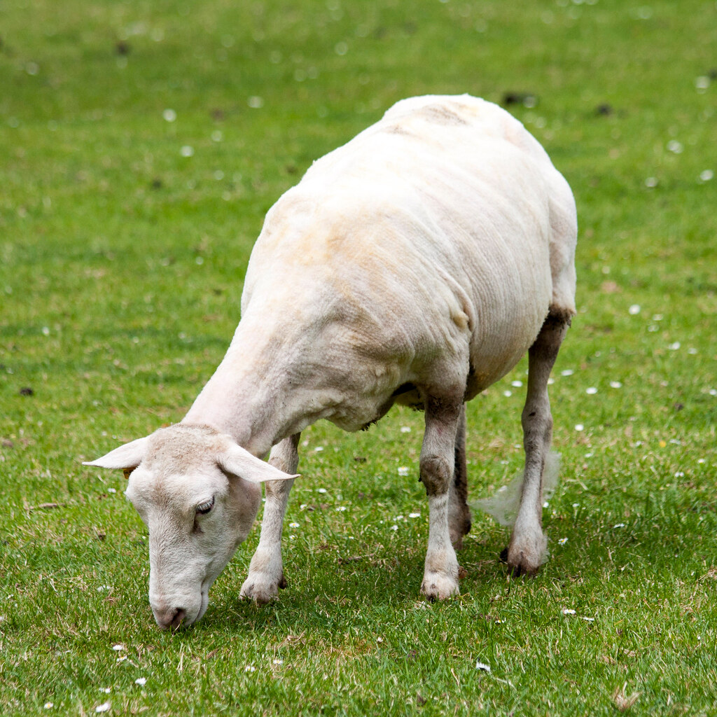 Photo of a shorn sheep