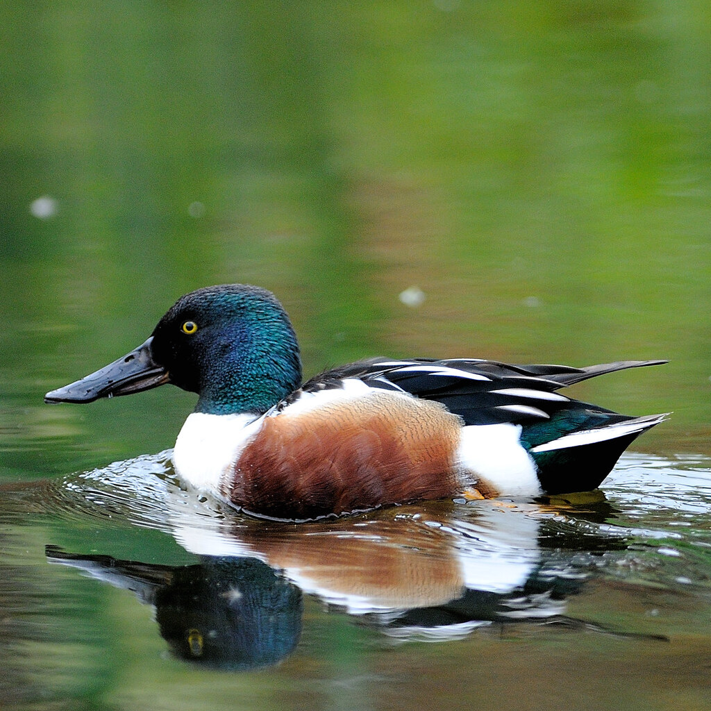 Photo of a shoveler duck