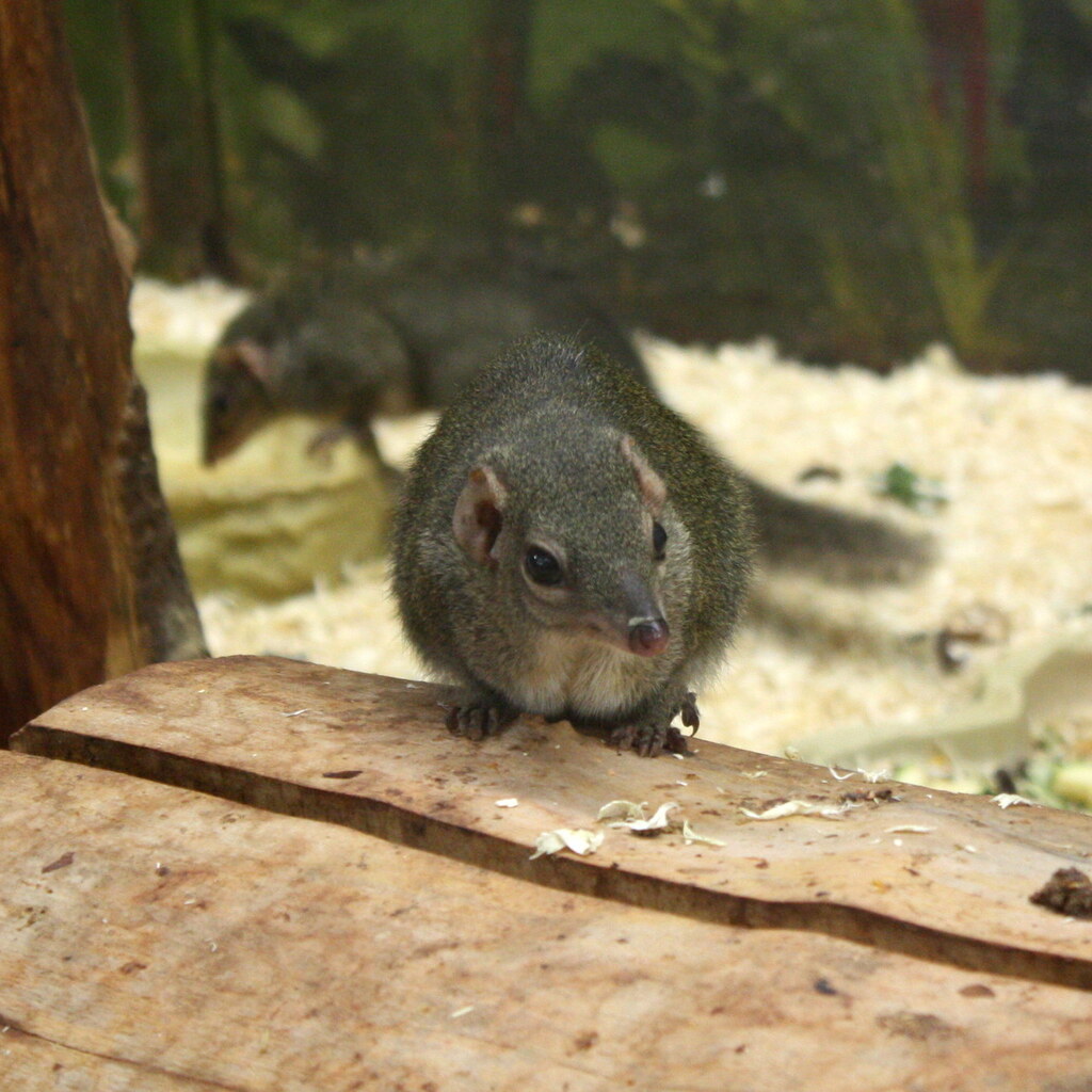 Photo of a shrew