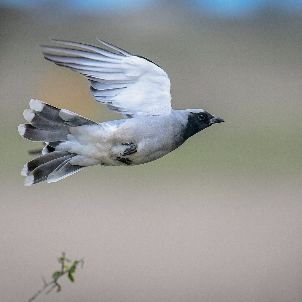 Photo of a shrike