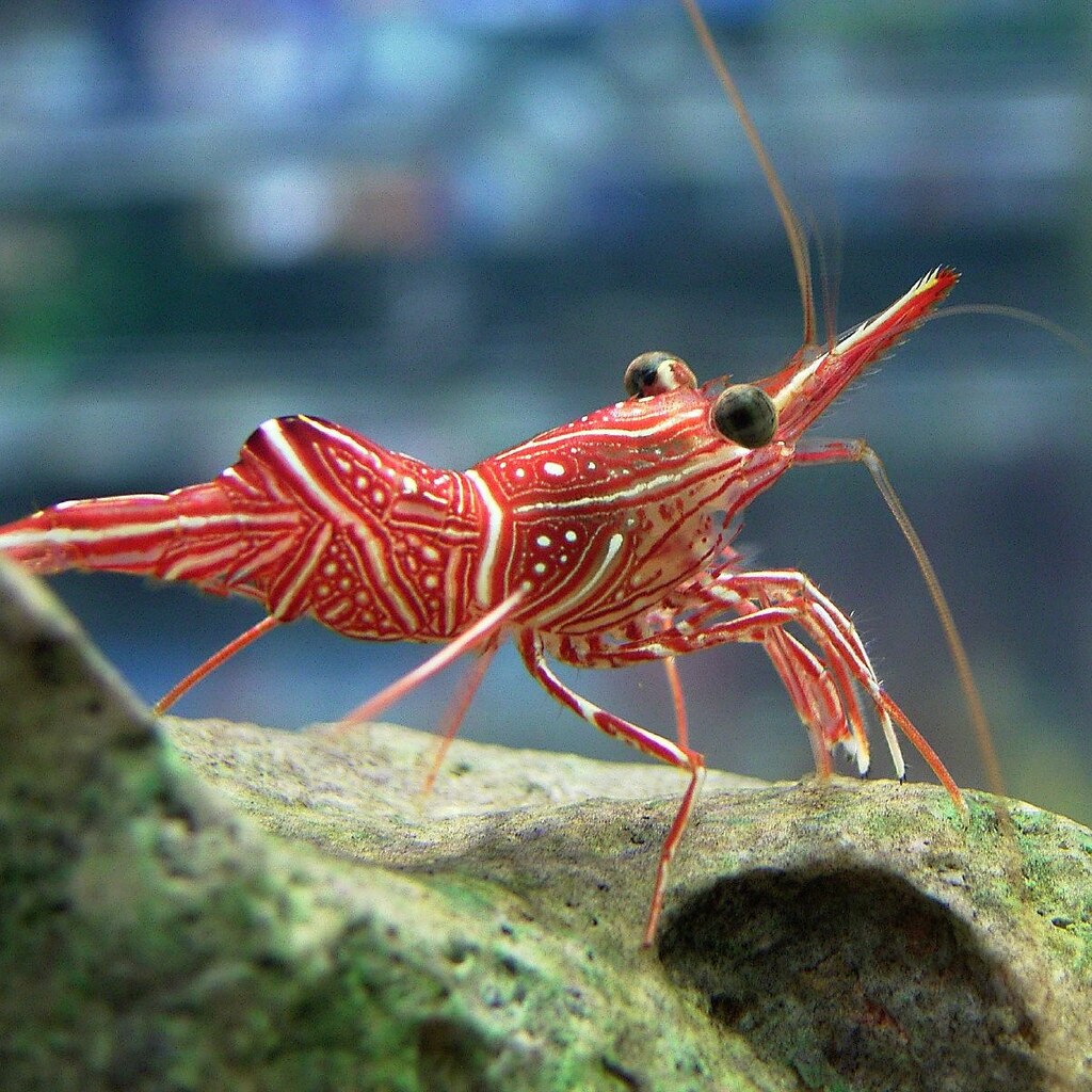 Photo of shrimp