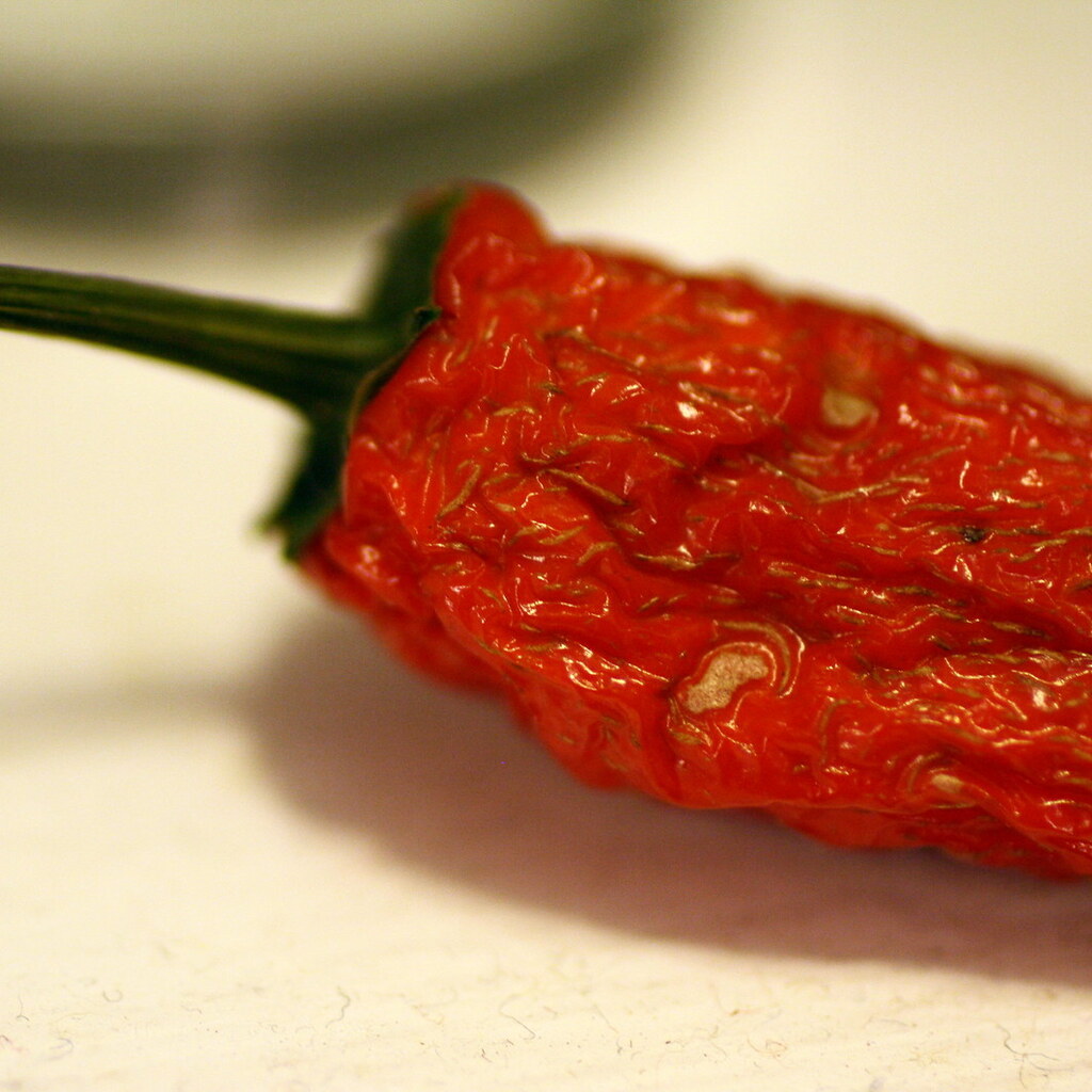 Photo of a shriveled chili
