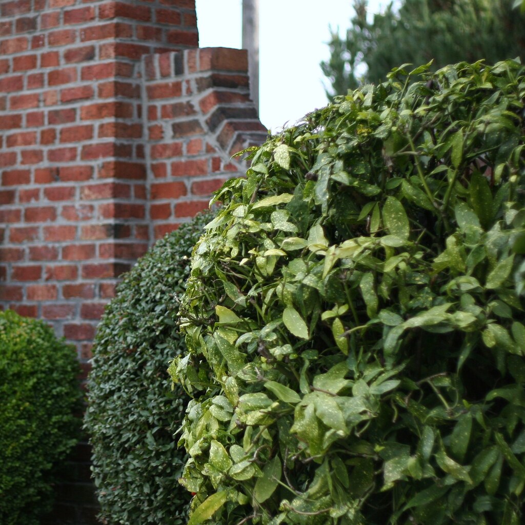 Photo of shrubs