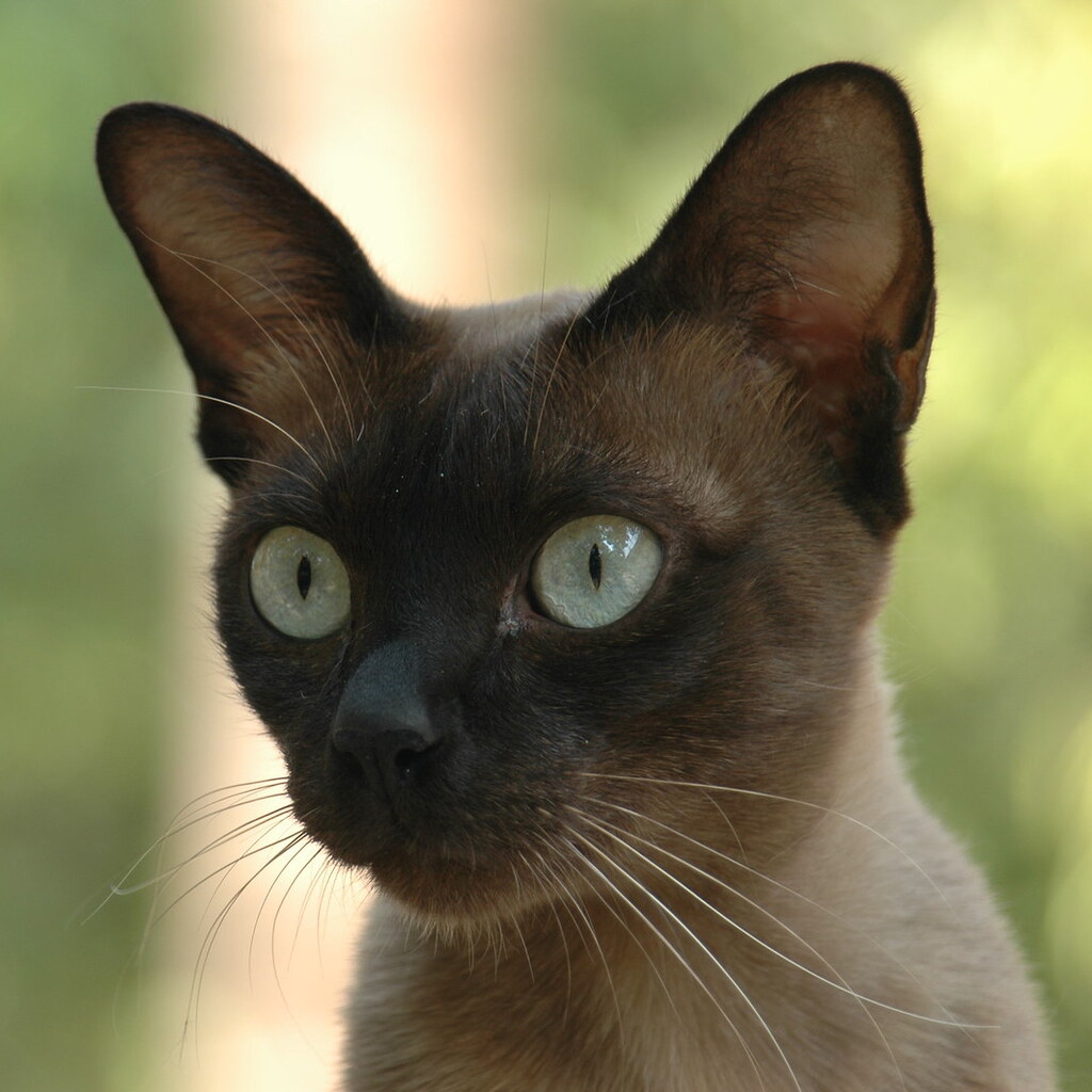 Photo of a siamese cat