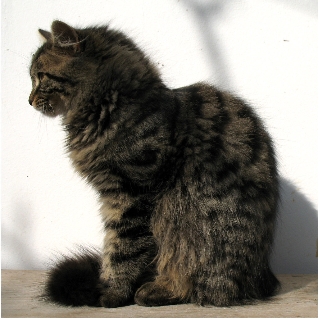 Photo of a cat from the side