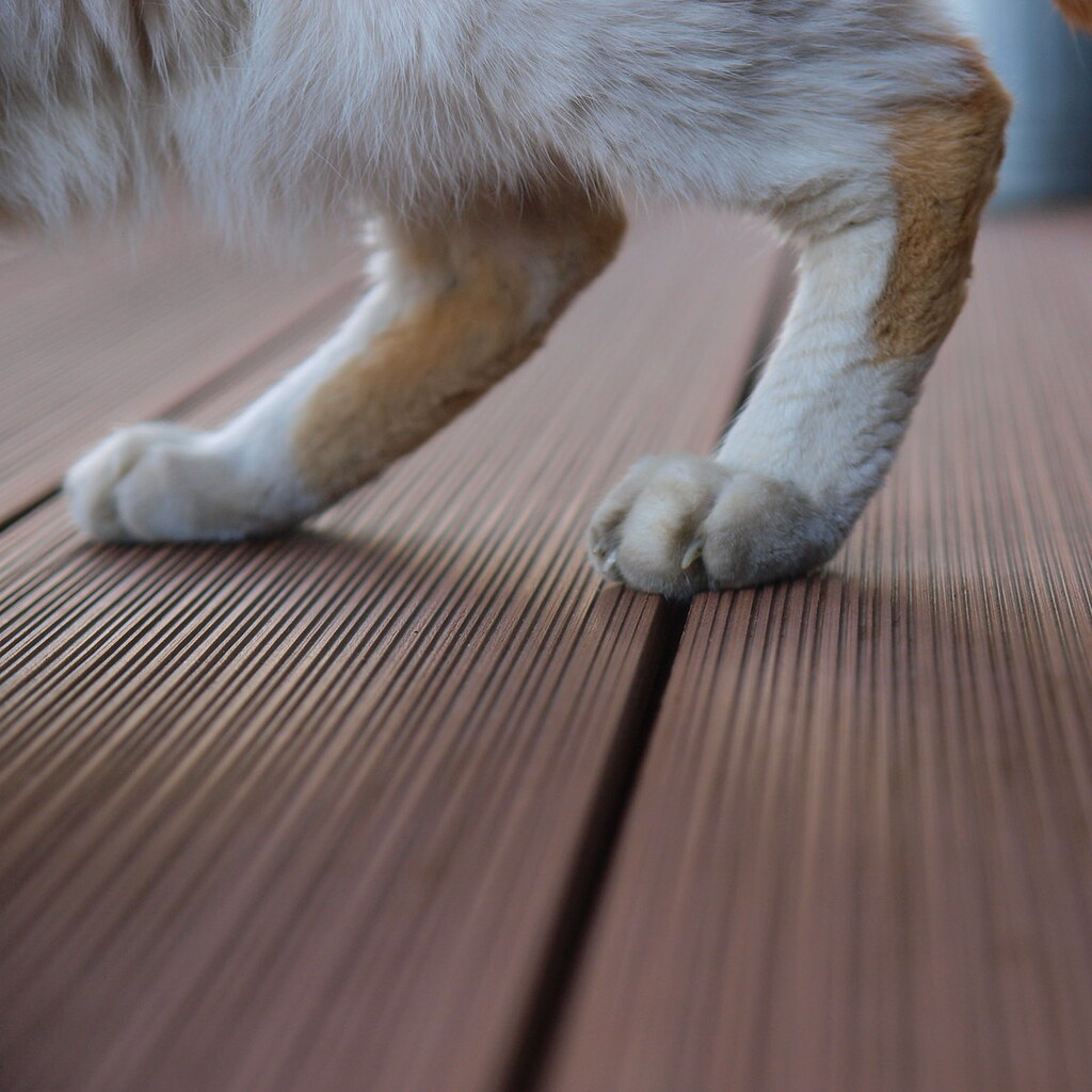 Photo of silent footsteps