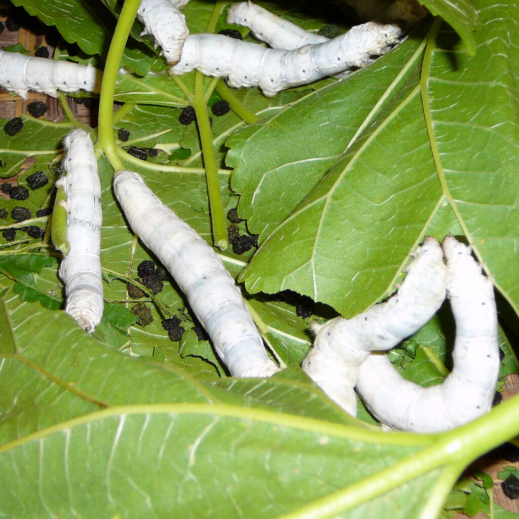 Photo of silkworms