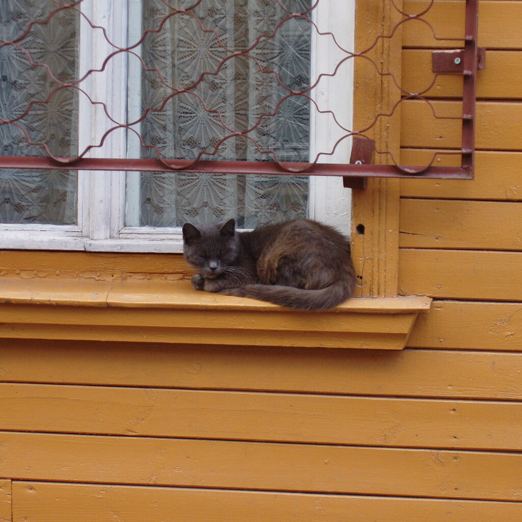 Photo of a cat on a window sill