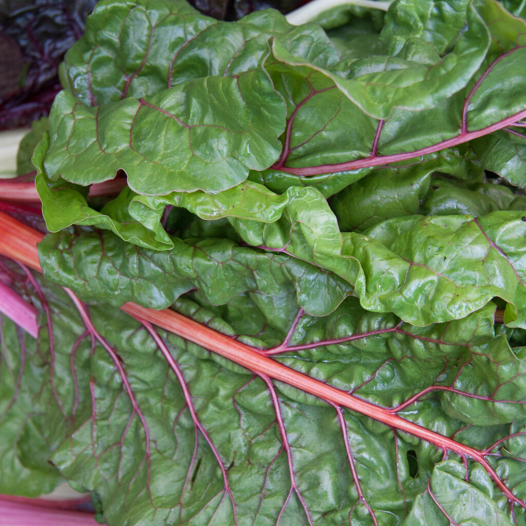Photo of chard growing in a garden