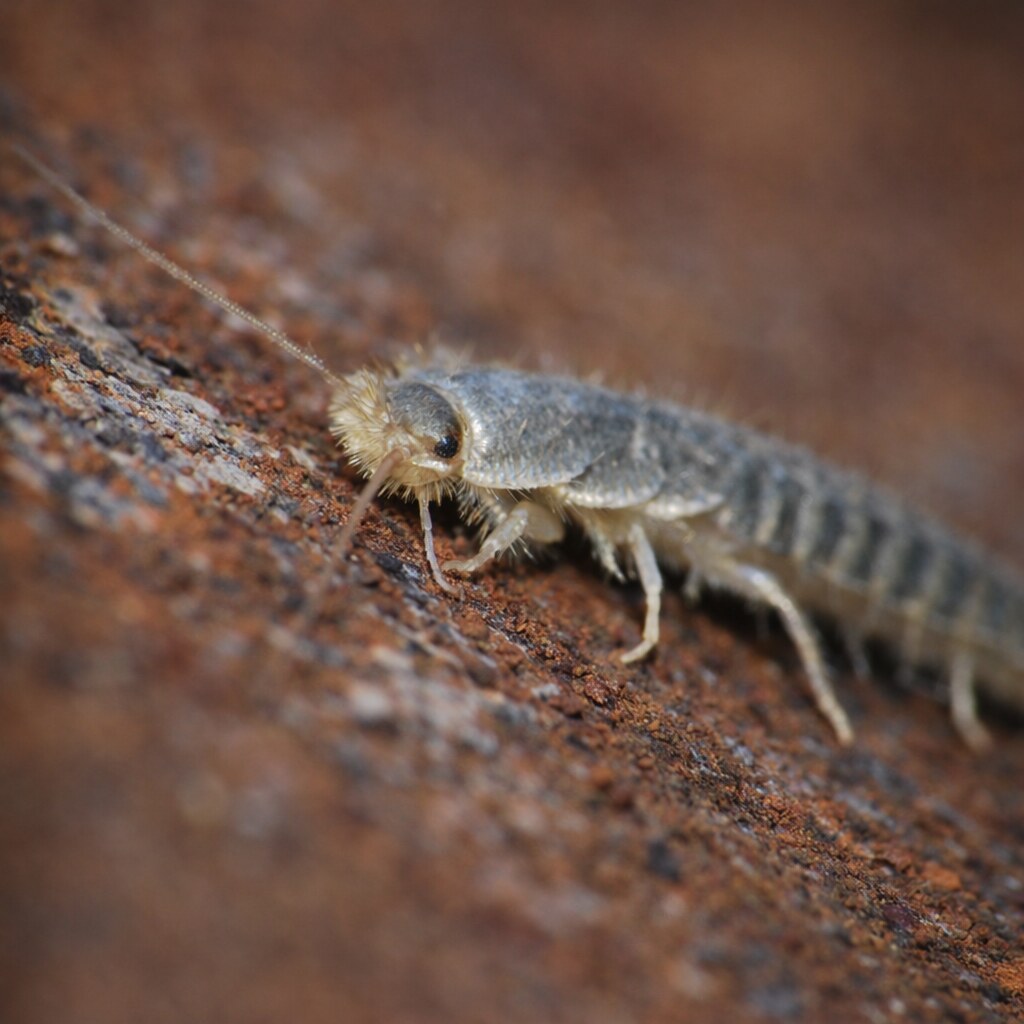 Photo of a silverfish