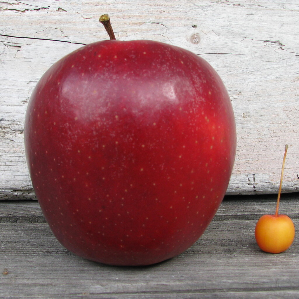Photo of different sized fruit