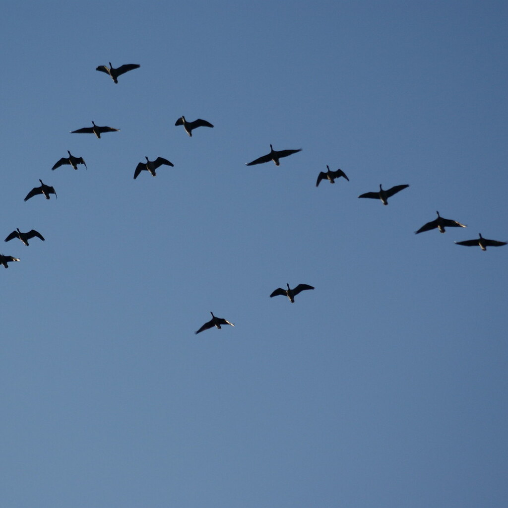 Photo of a skein of geese