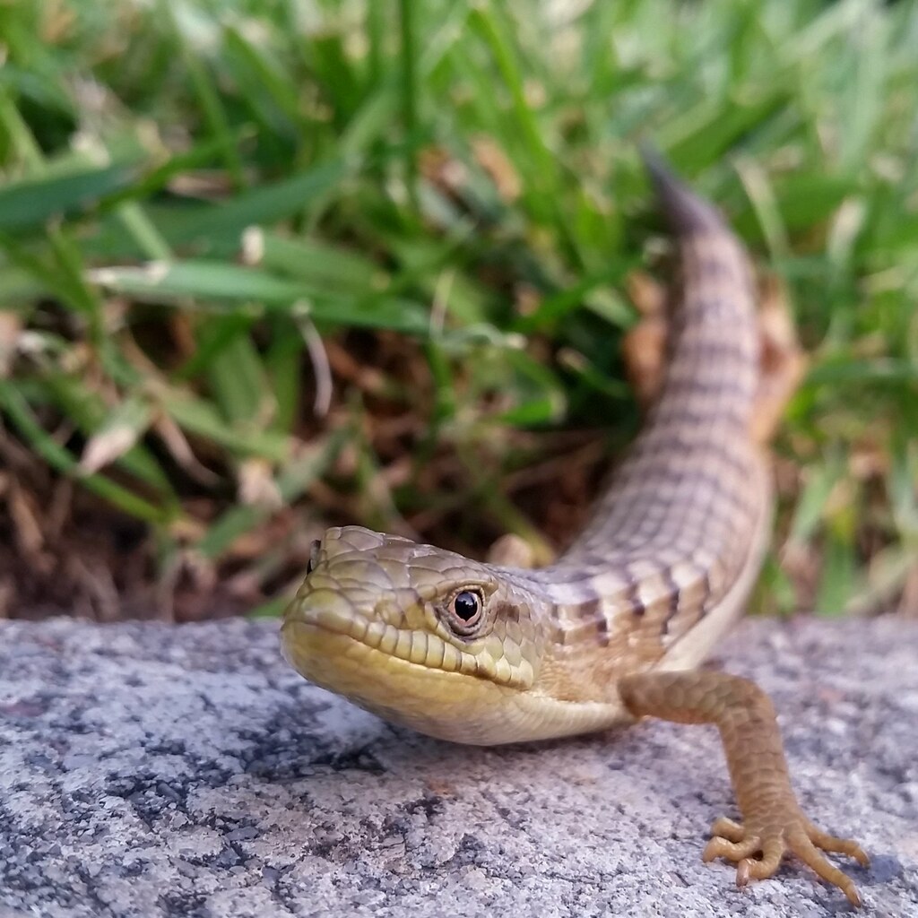 Photo of a skink