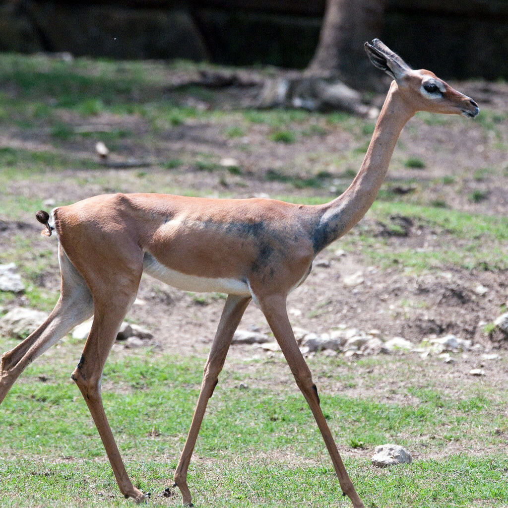 Photo of a skinny deer