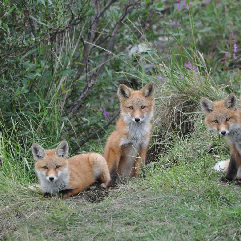 Photo of a group of foxes