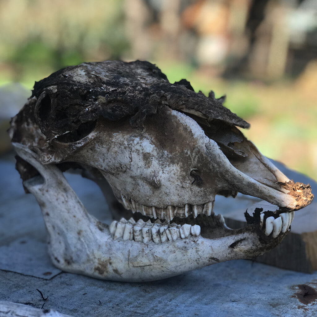 Photo of a sheep skull
