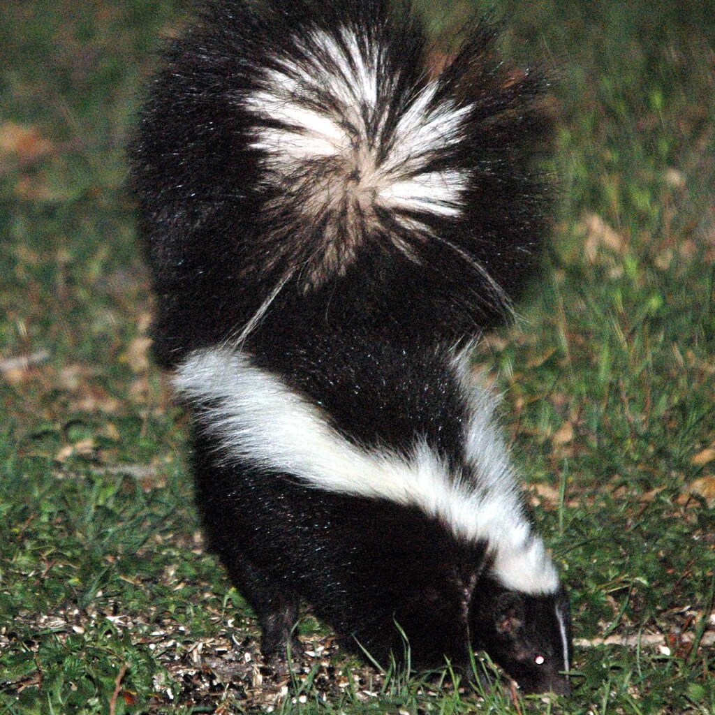 Photo of a skunk