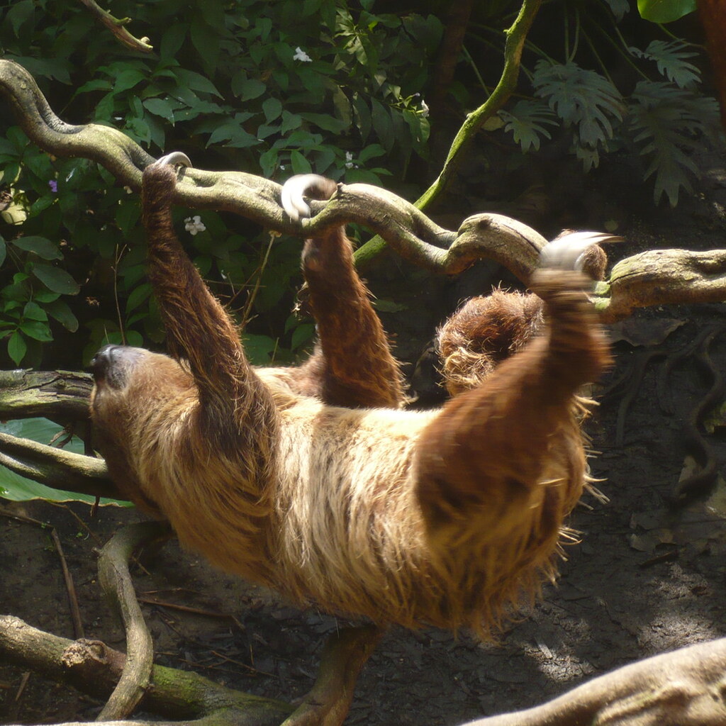 Photo of a sloth