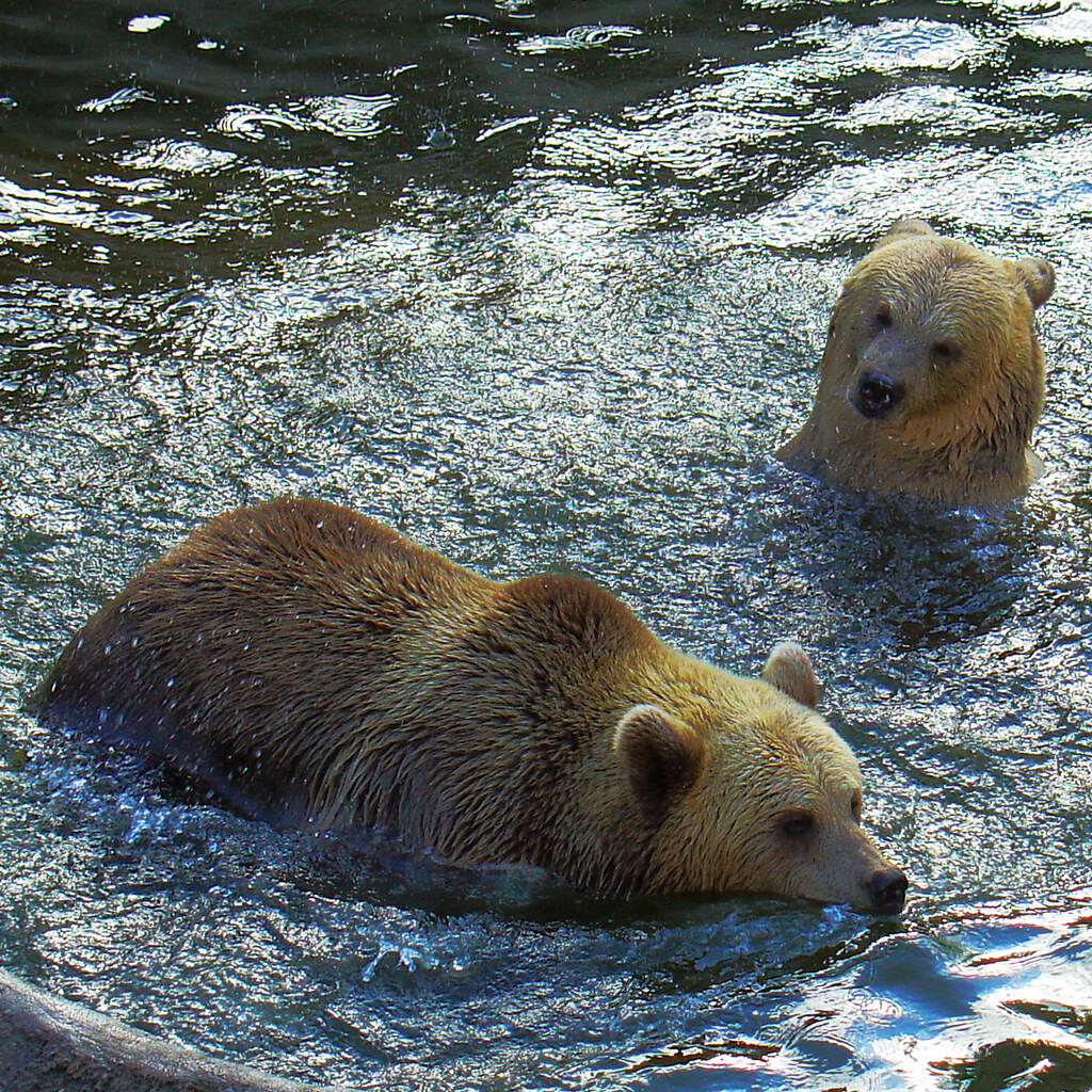 Photo of a group of bears