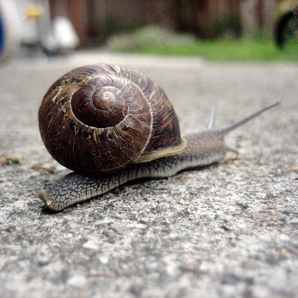 Photo of a slow-moving snail