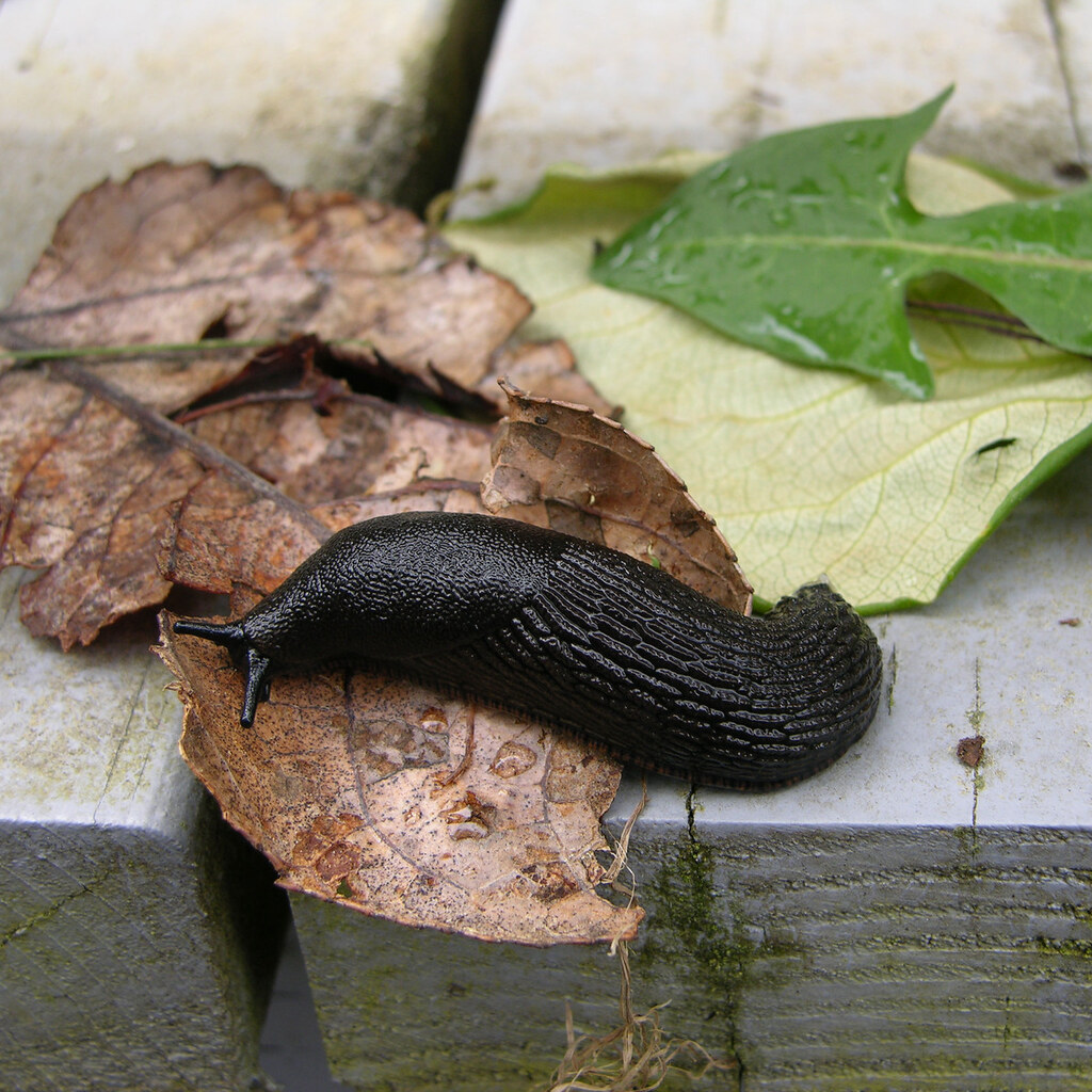 Photo of a slug