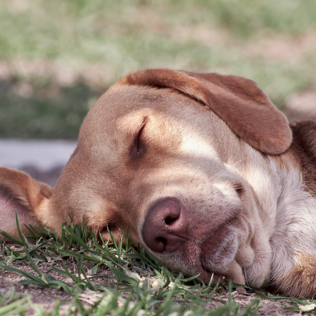 Photo of a sleeping dog