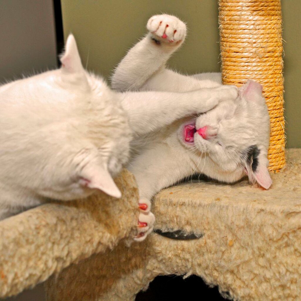 Photo of a cat smacking another cat