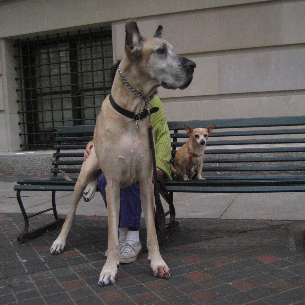 Photo of a big dog and a small dog