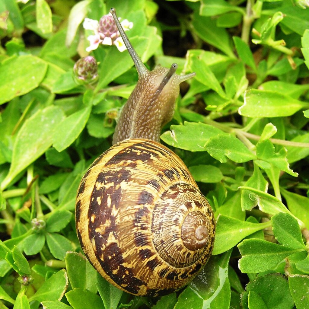 Photo of a snail