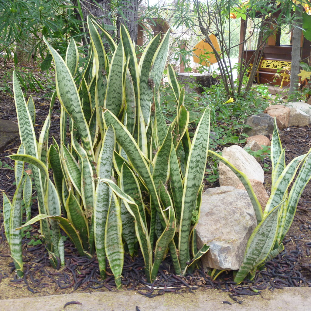 Photo of a snake plant