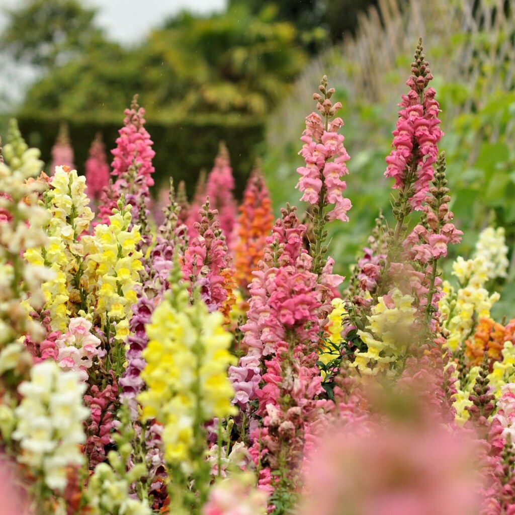 Photo of snapdragons