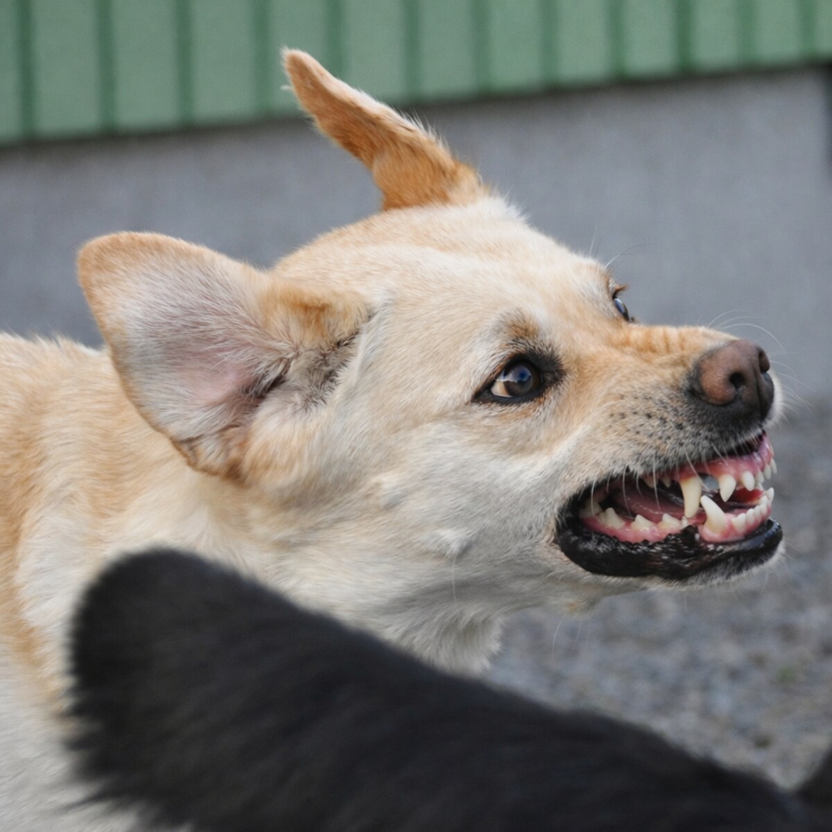 Photo of a snarling dog