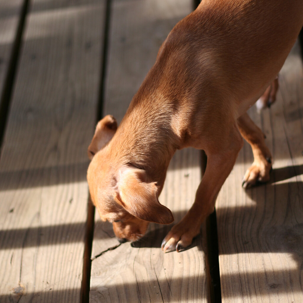 Photo of dog sniffing