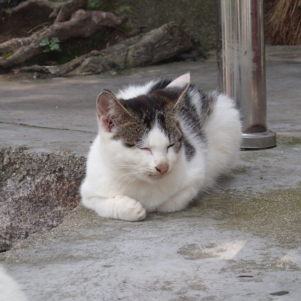 Photo of a snoozing cat