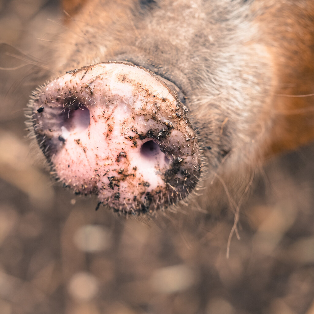 Photo of a pig nose