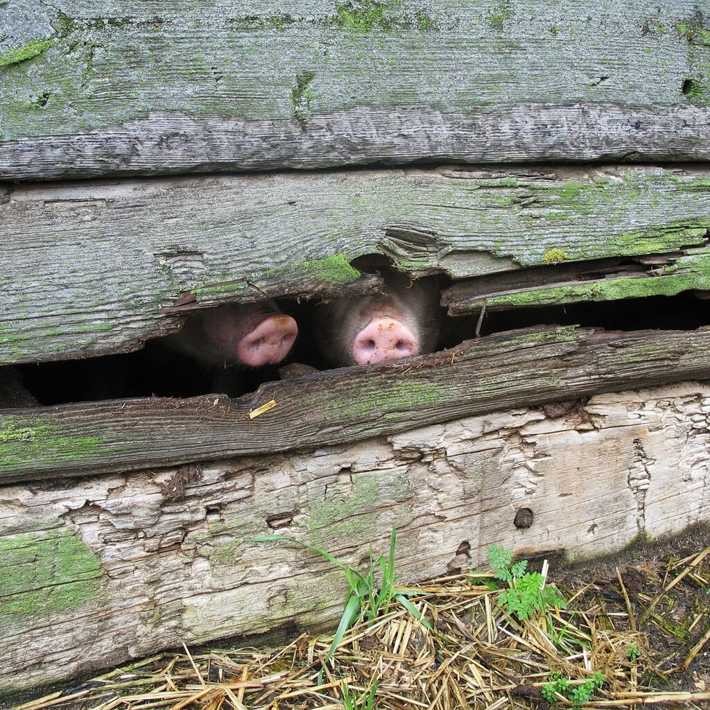 Photo of pig snouts.